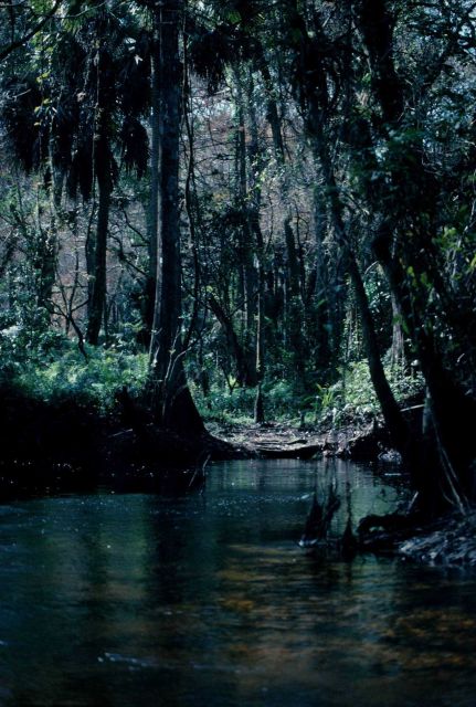 Cypress hammock - high topography in generally swampy areas. Picture