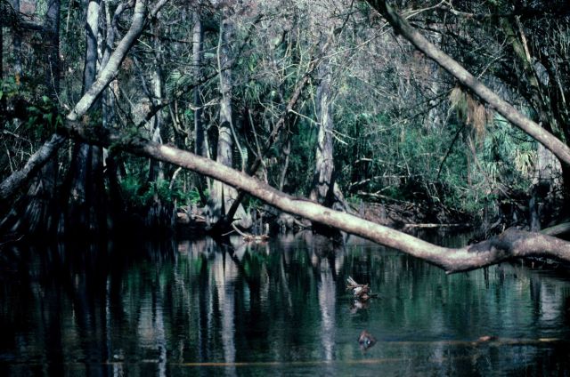 River scene Picture