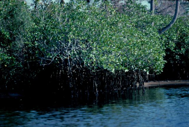 Mangrove habitat. Picture