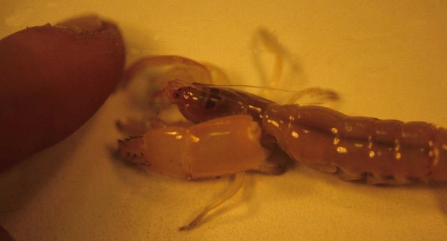 Burrowing mud shrimp (Callianassa californiensis) Picture