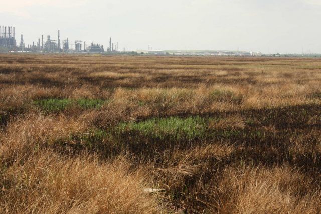 Two weeks after a wildfire on the island of Point Aux Chenes Picture