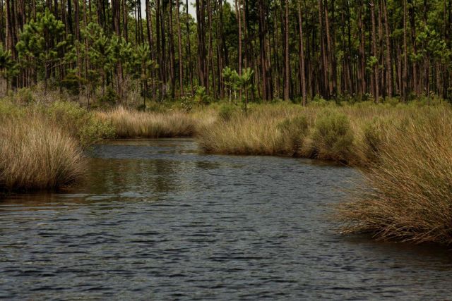 Northern reaches of Bayou Heron. Picture
