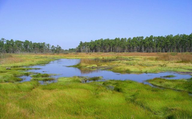Facing north in Hawks' Marsh, a freshwater marsh within the Grand Bay NERR boundary. Picture
