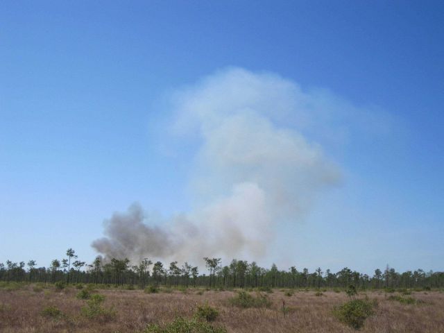 A prescribed fire on the Grand Bay Savanna. Picture