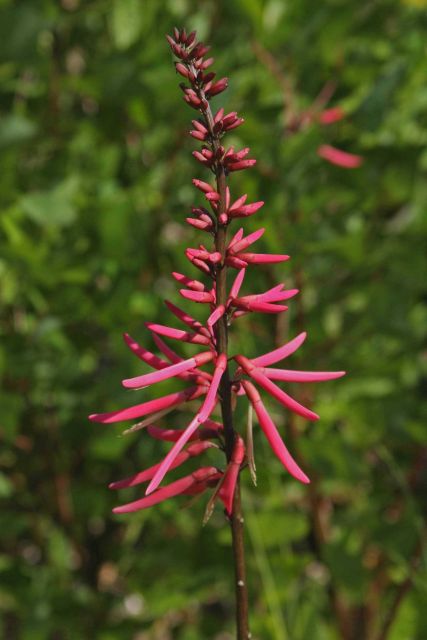 A Coralbean flower on a shell midden in the Grand Bay NERR. Picture