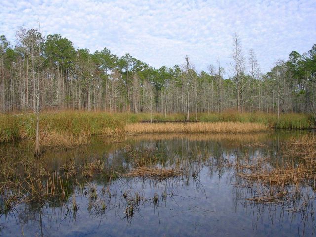 A freshwater marsh within the Grand Bay NERR boundary. Picture