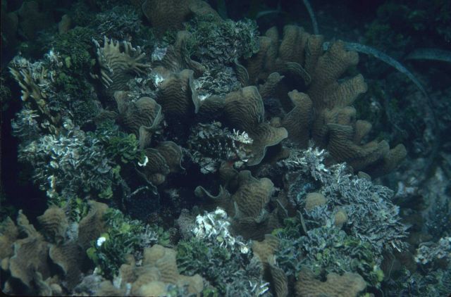 Coral Picture
