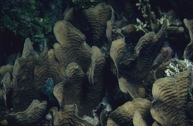 Coral Picture