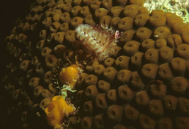 Coral Picture