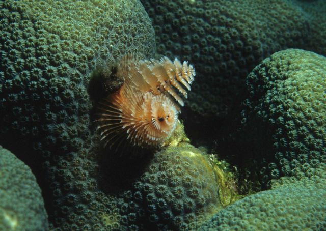 Christmas tree worm Picture