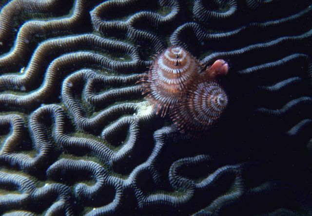 Christmas tree worm Picture