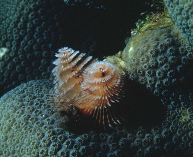 Christmas tree worm Picture