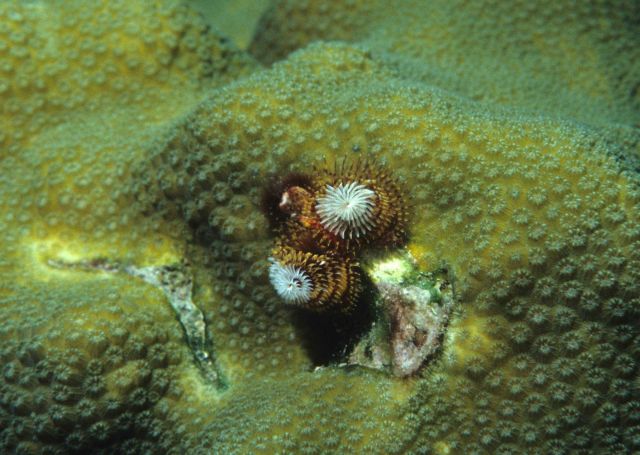 Christmas tree worm Picture