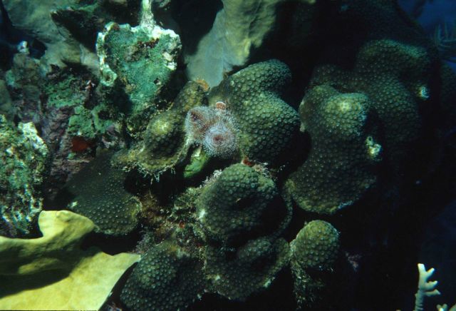 Christmas tree worm on coral Picture
