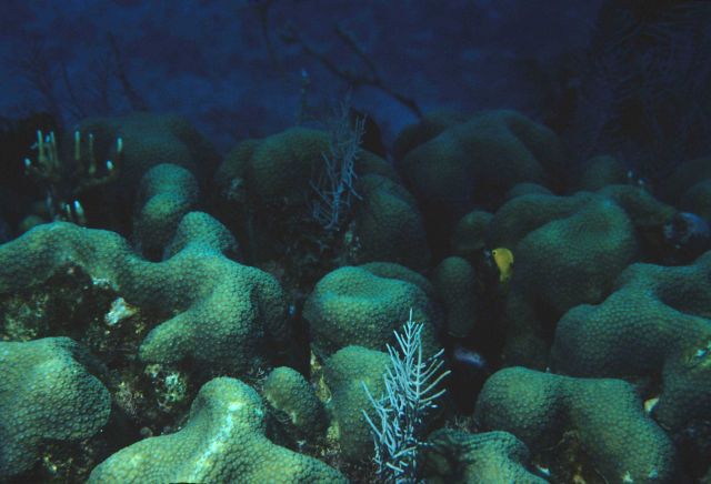 Coral Picture