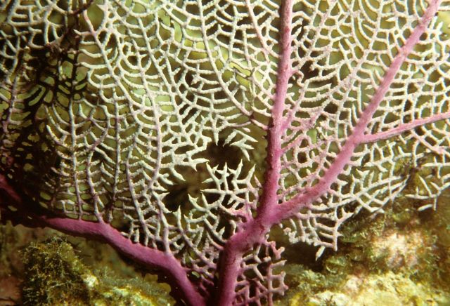Closeup of purple sea fan Picture