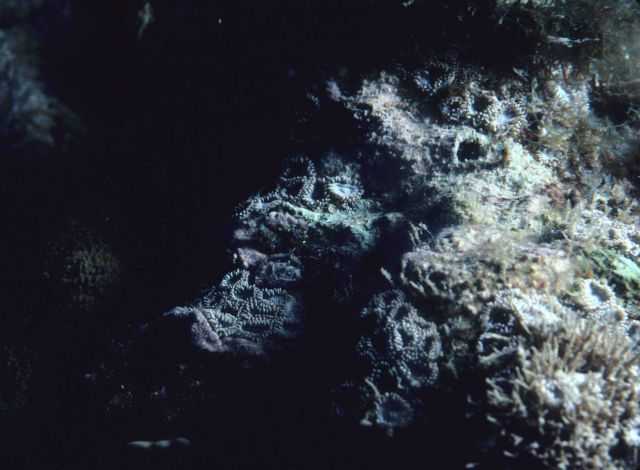 Cup corals with polyps extended Picture