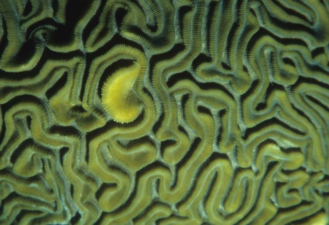 Brain coral with yellow Christmas tree worm Picture