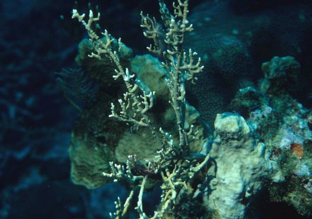 Coral? Picture