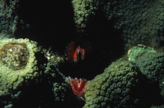 Red Christmas tree worms Picture