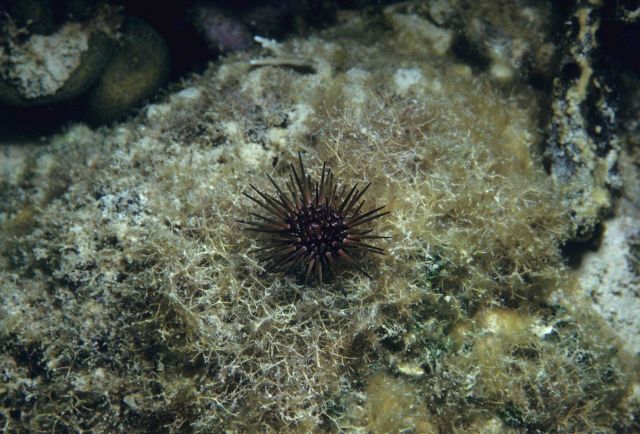 Sea urchin Picture