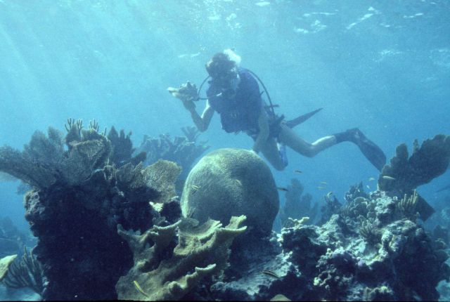 Diver over diverse coral community Picture