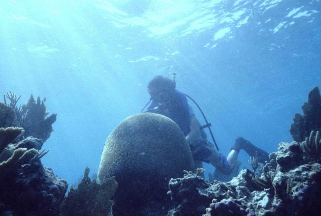 Diver over diverse coral community Picture