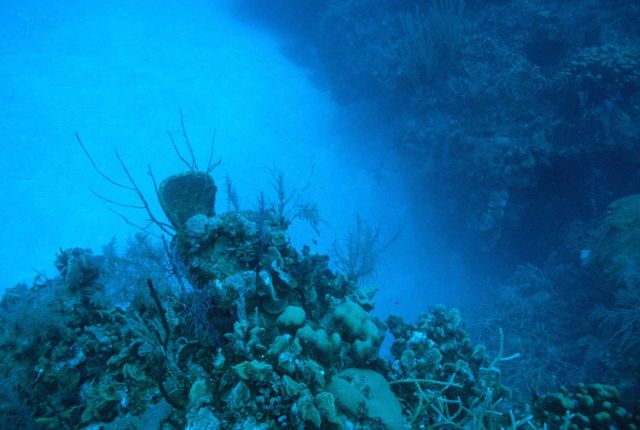 Reef scene Picture