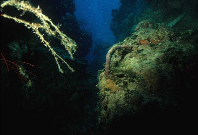 Reef scene Picture