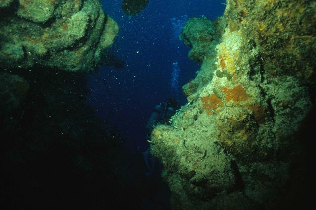 Reef scene Picture