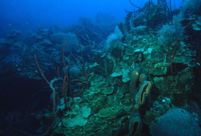 Reef scene Picture
