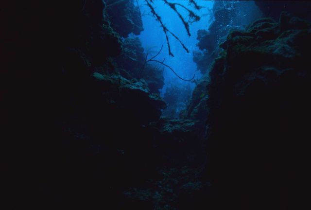 Reef scene Picture