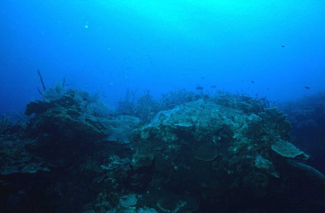 Reef scene Picture