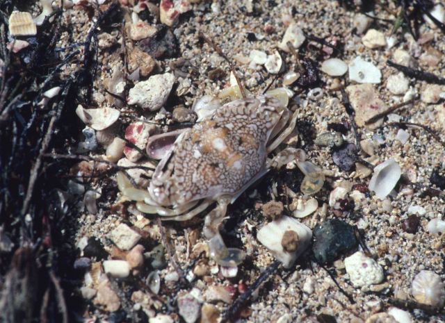 Crab carapace blending in with shore debris and sediments Picture
