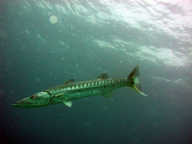 Great barracuda (Sphyraena barracuda) Picture