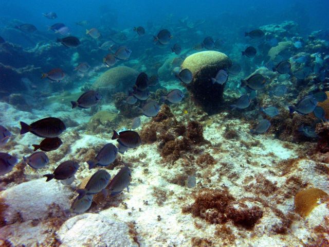 Ocean surgeonfish (Acanthurus bahianus) Picture