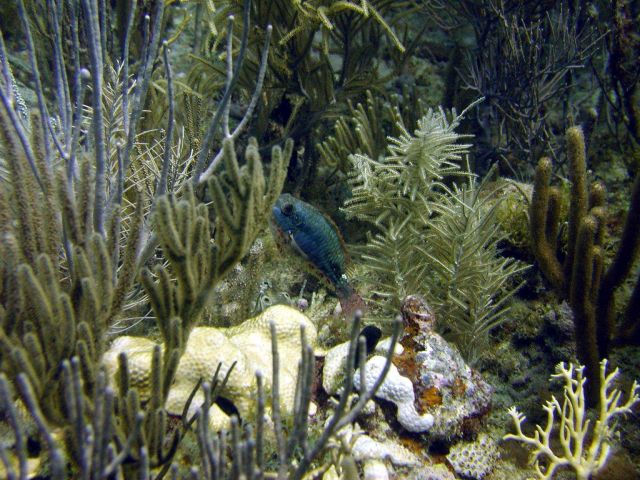 Redband parrotfish (Sparisoma aurofrenatum) Picture