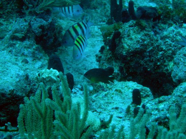 Sergeant major (Abudefduf saxatilis) and cocoa damselfish (Stegastes variabilis) Picture