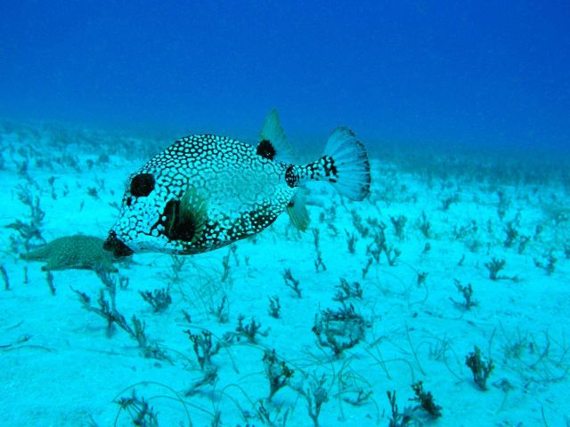 Smooth trunkfish (Lactophrys triqueter) Picture