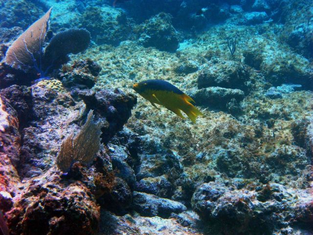 Spanish hogfish (Bodianus rufus) Picture