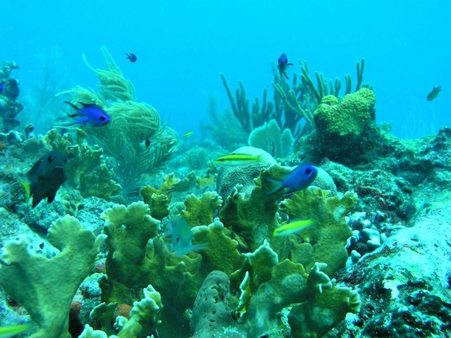 Reef scene Picture