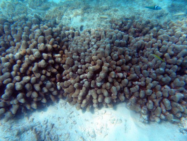 Reef scene Picture