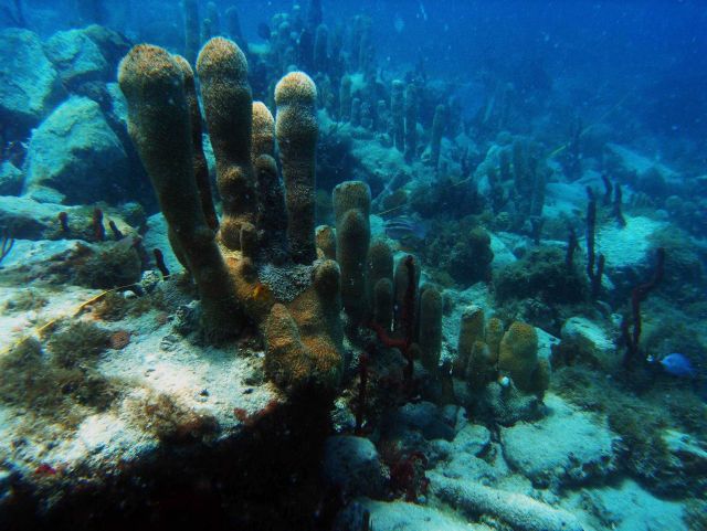 Reef scene Picture