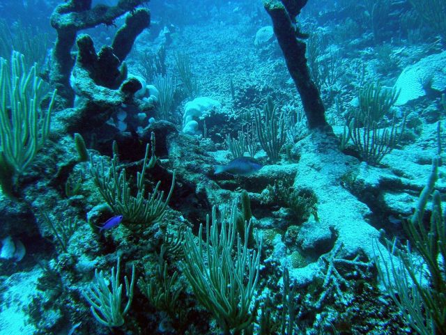 Reef scene Picture