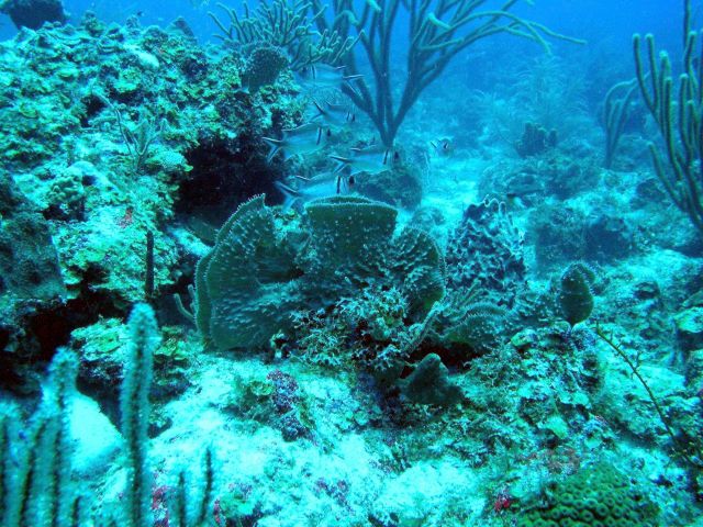 Reef scene Picture