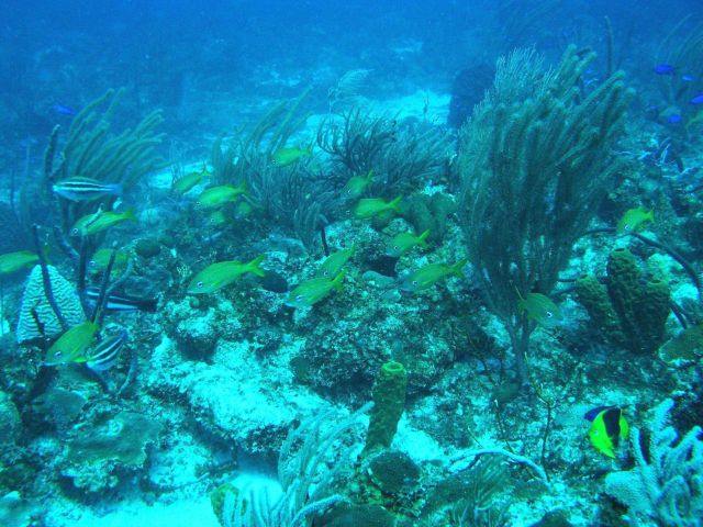 Reef scene Picture