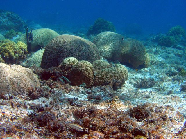 Reef scene Picture