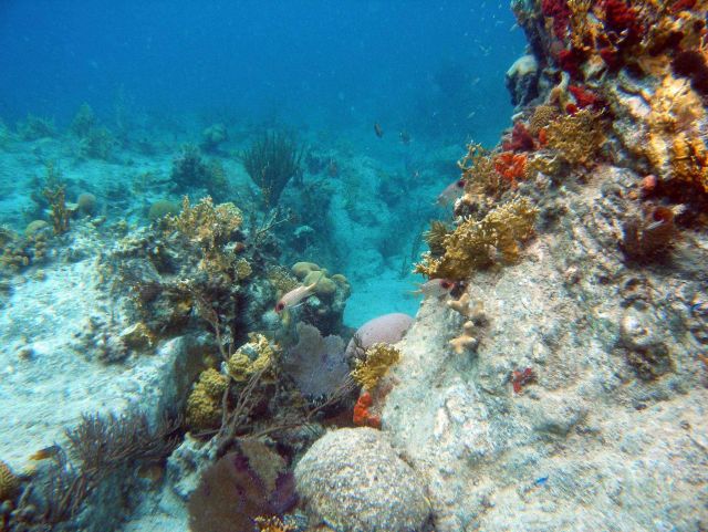 Reef scene Picture