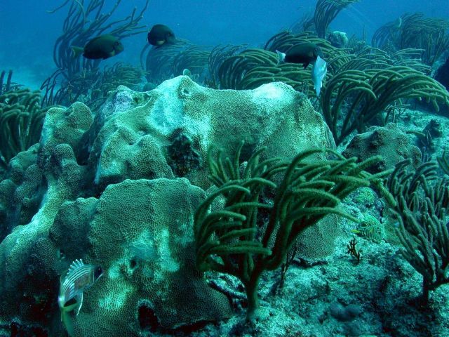 Reef scene Picture
