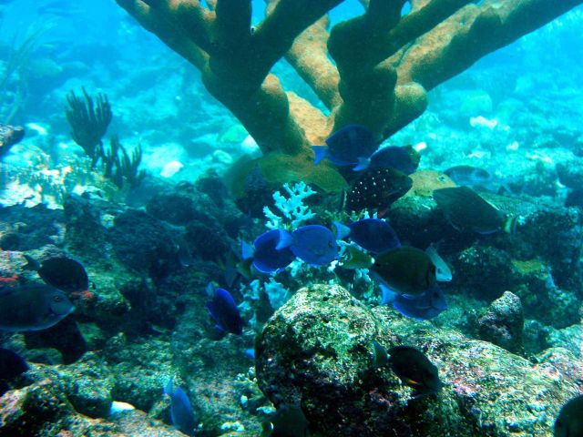 Reef scene Picture